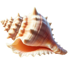 Obraz premium seashell isolated on transparent background, sea organism, Shanku,, sacred chank, divine conch , zoology, decoration PNG image