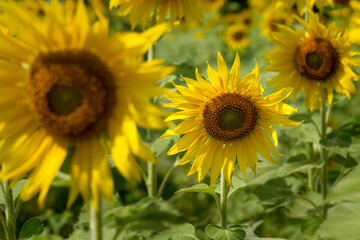 Naklejka premium Sunflower.close up Sunflower field on a clear day.