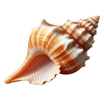 seashell isolated on transparent background, sea organism, Shanku,, sacred chank, divine conch , zoology, decoration PNG image