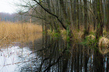 lake in the forest