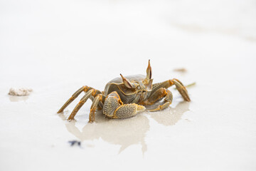 ghost crab on the sandy beach, white sand, big crab, exotic vacation © Mariya Surmacheva