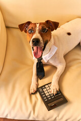 Cute Jack Russel terrier dog accountant thinking and calculating with calculator