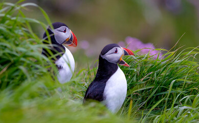 Cute and colourful Puffins at the Submurgh Head on Shetland Islands, Scotland