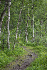 North of Sweden. Some pictures were taken in Norway, but it is just as nice as in northern Sweden. The air, the trees, the water, everything is absolutely stunning.
