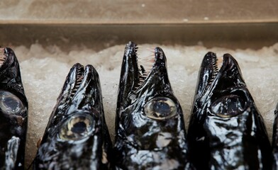 Close-up of beltfish heads with sharp teeth on ice at a fish market in Funchal, Madeira, Portugal