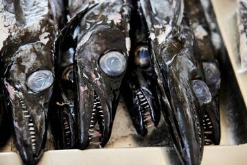 Close-up of beltfish heads with sharp teeth on ice at a fish market in Funchal, Madeira, Portugal