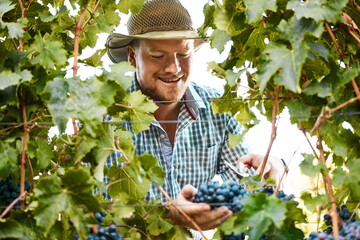 Man, farming and vineyard with harvesting grapes in season for wine making, viticulture and winery....