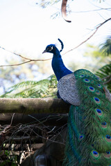 Naklejka premium Peacock (Pavo cristatus) has exuberant plumage, with intense, multicolored colors and in shades of white, blue, green, gold or black.