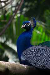 Naklejka premium Peacock (Pavo cristatus) has exuberant plumage, with intense, multicolored colors and in shades of white, blue, green, gold or black.