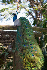 Naklejka premium Peacock (Pavo cristatus) has exuberant plumage, with intense, multicolored colors and in shades of white, blue, green, gold or black.