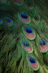 Peacock (Pavo cristatus) has exuberant plumage, with intense, multicolored colors and in shades of white, blue, green, gold or black.