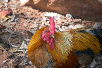 Rooster (Gallus gallus) is the male chicken, has golden brown, red and black colors.