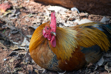 Rooster (Gallus gallus) is the male chicken, has golden brown, red and black colors.