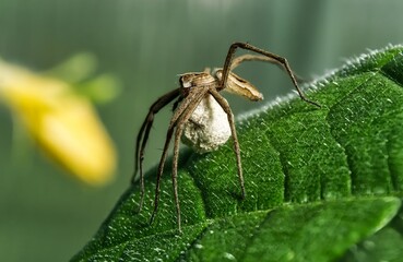 Die Listspinne (Pisaura mirabilis)