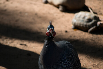 Guinea fowl or Guinea fowl (scientific name: Numida meleagris), with dark down with white spots.