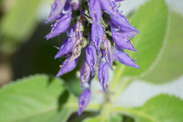 Leaves and many purple flowers of the plant known as boldo (Plectranthus barbatus Andrews)