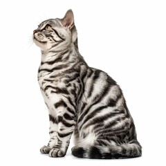 American shorthair male cat classic silver color sitting and looking with calm and relaxing, Domestic pet adorable with a beautiful pattern that is unique, Isolated on white background.