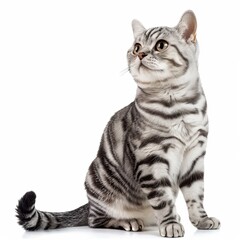 American shorthair male cat classic silver color sitting and looking with calm and relaxing, Domestic pet adorable with a beautiful pattern that is unique, Isolated on white background.