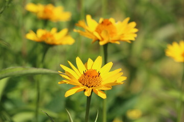 Sweden. Heliopsis helianthoides is a species of flowering plant in the family Asteraceae, known by the common names rough oxeye, smooth oxeye and false sunflower. 