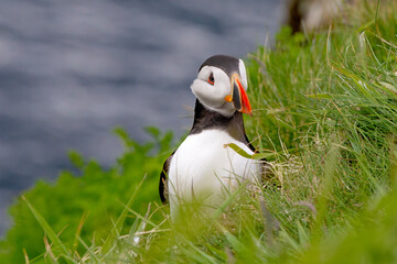 Cute and colourful Puffins at the Submurgh Head on Shetland Islands, Scotland