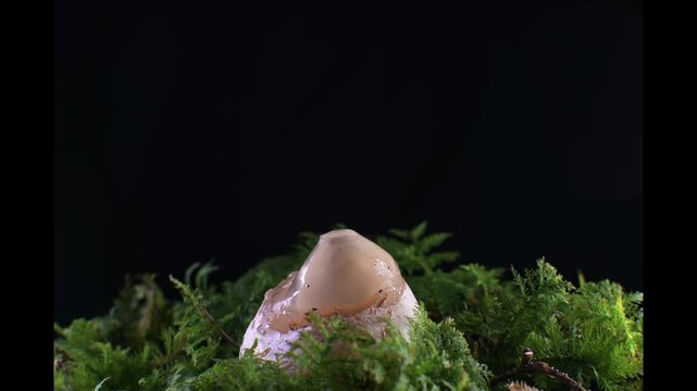 Timelapse footage of a stinkhorn mushroom (Phallus impudicus) growing and dying