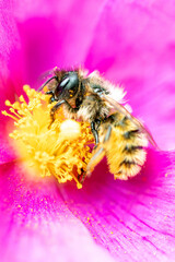 bee on flower