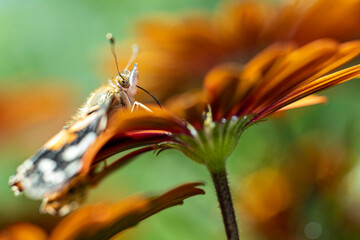 painted lady butterfly on a flower