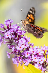 Painted lady butterfly on flower