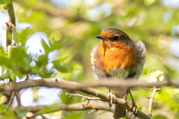 robin on a branch