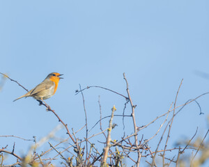 robin on a branch