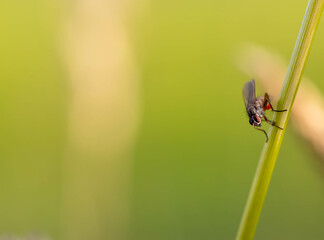 Fly on a green stem with green background