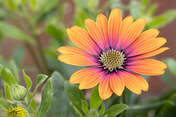 Orange flower in the garden