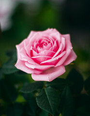 Pink Rose Flower Macro Closeup