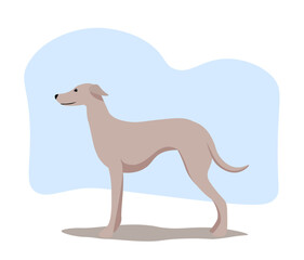 Vector illustration of an Italian Greyhound
