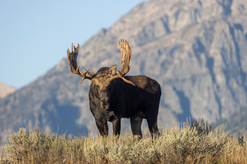 Bull Moose in the Tetons During the Rut in Autumn