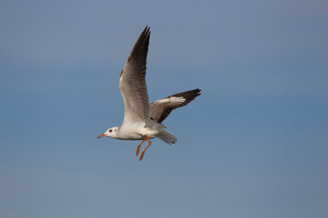 Seagull with wings outstretched in territorial reconnaissance flight.