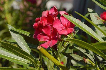 Bright red oleander flowers on a summer day. Beautiful natural background.