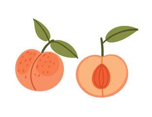 Sweet fruit peach. Tasty orange peach whole and halved with seed and green leaves. Vector illustration isolated on white background