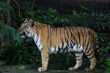 Close up Indochinese tiger is beautiful animal and dangerous in forest