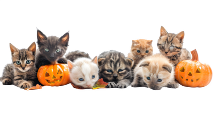Halloween spooky petting zoos, haunted animal encounters, eerie Halloween farm experiences, spooky petting zoo attractions, festive Halloween animal displays, chilling petting zoo setups, png file, is