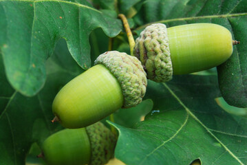 two green acorns on an oak branch in the forest