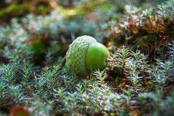 pot-bellied oak acorn with a beautiful crown on the forest floor