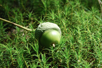 lone oak acorn on young moss in summer forest