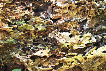 the surface of an old pine trunk with holes and fungi in the forest