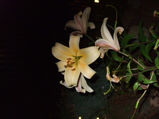 white lily