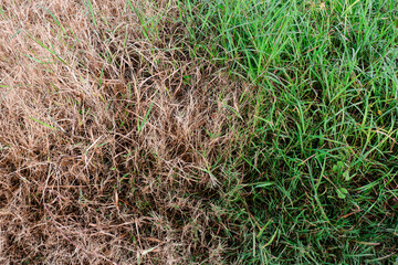 the meeting between green grass and dead grass
