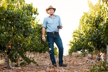 Man, farmer and portrait with harvesting grapes in vineyard for wine making, viticulture and...