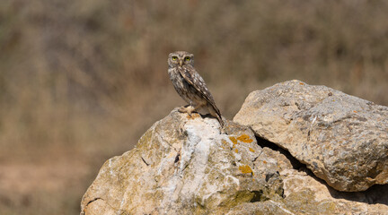 The little owl Athene noctua is the most common of the Italian nocturnal birds of prey