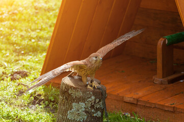 Kestrel bird sitting on a tree stump with spreading wings and basking in the sun.