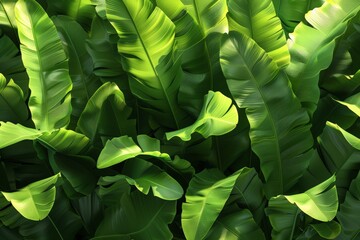 Close-up view of lush green banana leaves overlapping, creating a dense and vibrant tropical foliage texture.